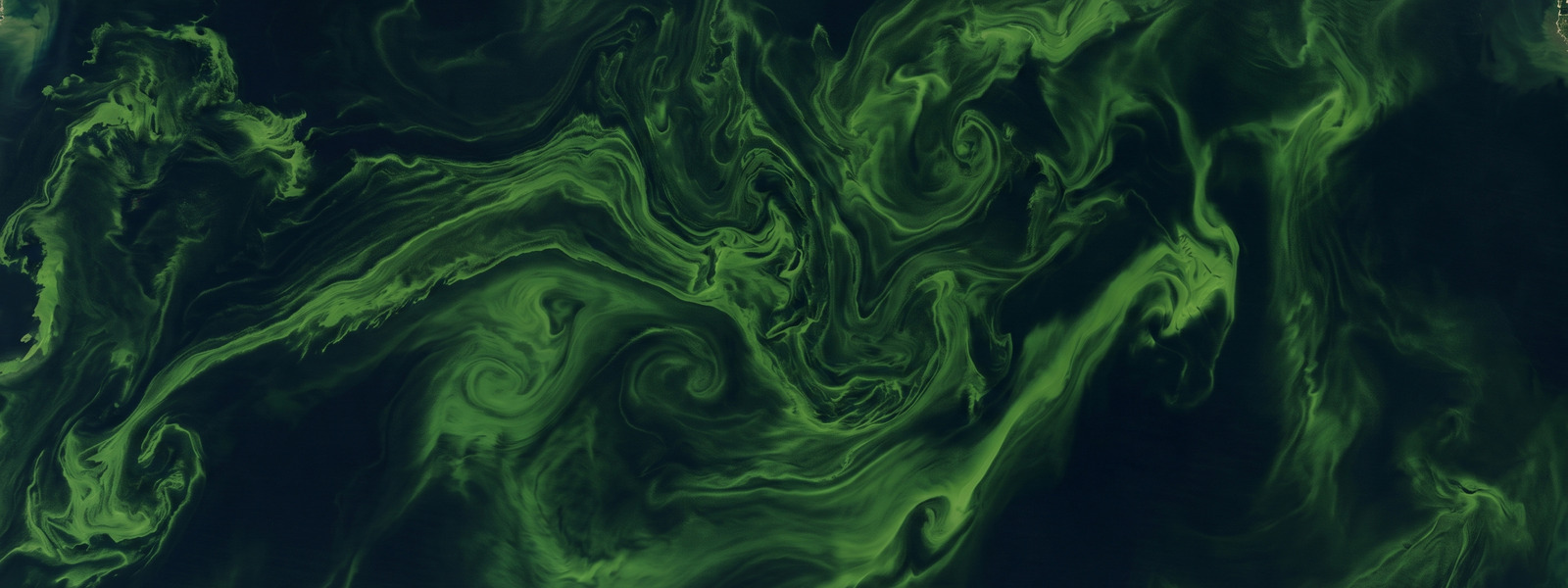 Satellite view of the algal bloom swirling across western Lake Erie